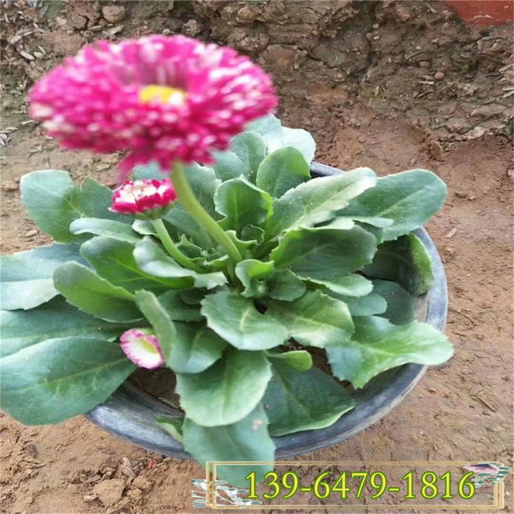 橘黄色花卉金盏菊 大量批发时令宿根草花金盏菊盆栽苗
