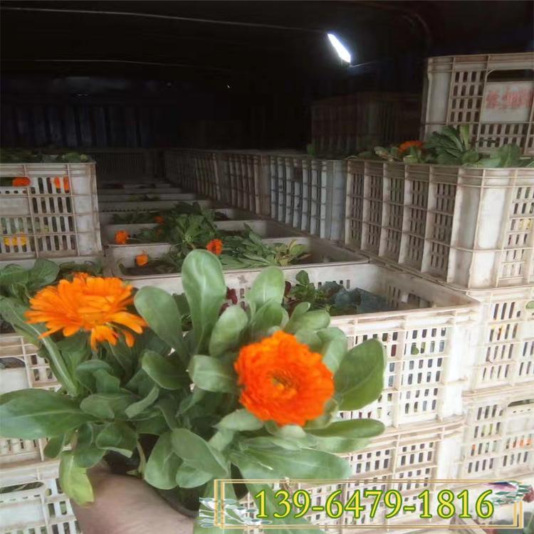 时令花卉金盏菊 营养钵苗金盏花 花坛造型草花供应
