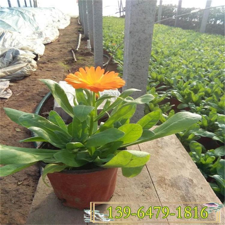 大量出售冬季花卉之金盏菊 桔黄色的花朵 室外摆放商场门口使用