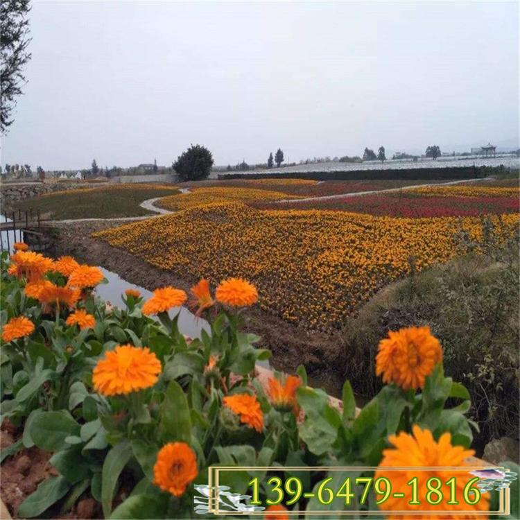 冷季时令花卉金盏菊小苗 营养钵金盏花苗  耐寒花卉