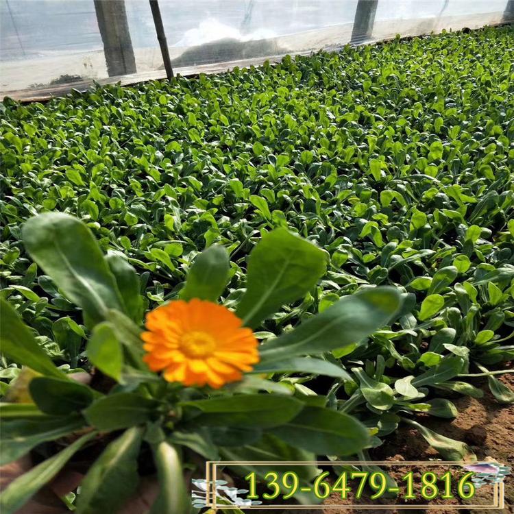 金盏菊小杯苗 山东金盏菊盆苗基地 青州草花种植培育基地