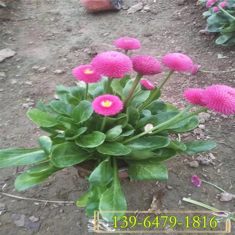 双色盆雏菊价格 营养杯苗草花雏菊 花卉批发公园绿化