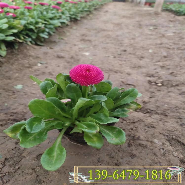 供应小雏菊种子 雏菊小苗批发价格 山东花卉种植基地