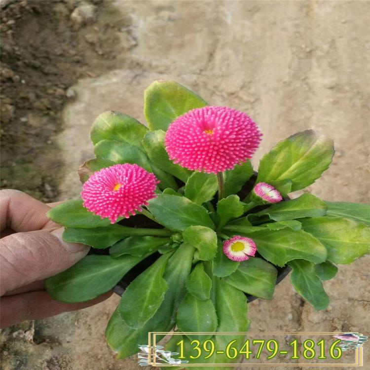 雏菊菊花盆栽 小雏菊千头菊花苗 花卉植物带花盆
