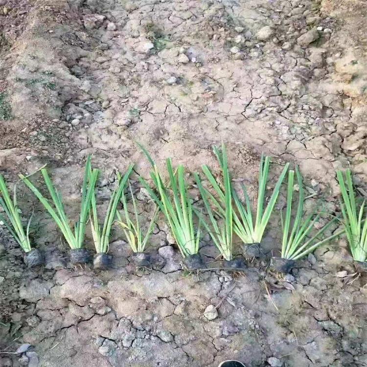 小区绿化用什么花 道路绿化苗木 青州盛航花卉长期供应