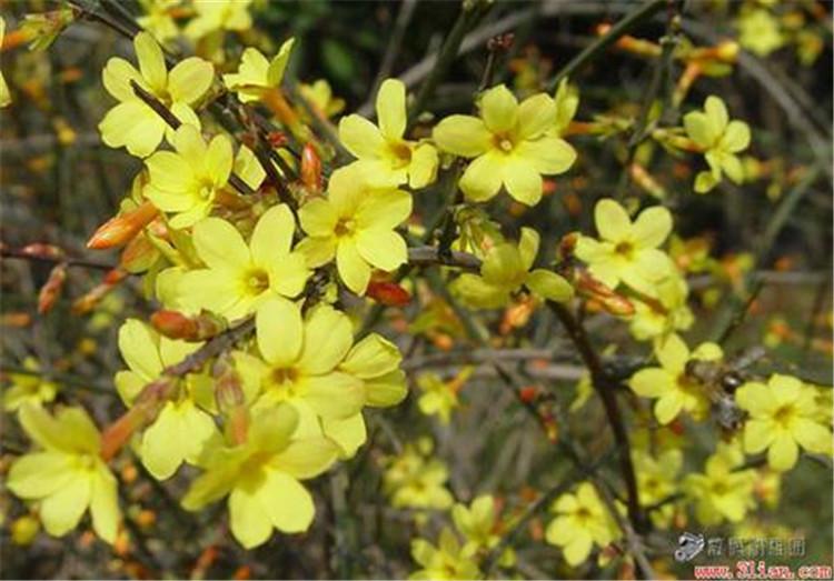 迎春花  迎春花种植基地 绿化用迎春 迎春花种植方法
