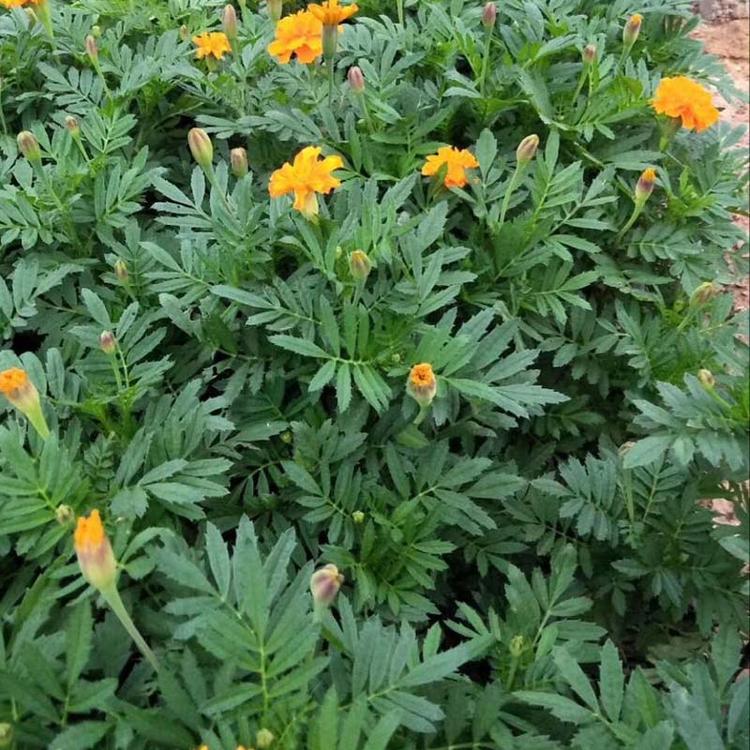 孔雀草出售 青州孔雀草 孔雀草种植