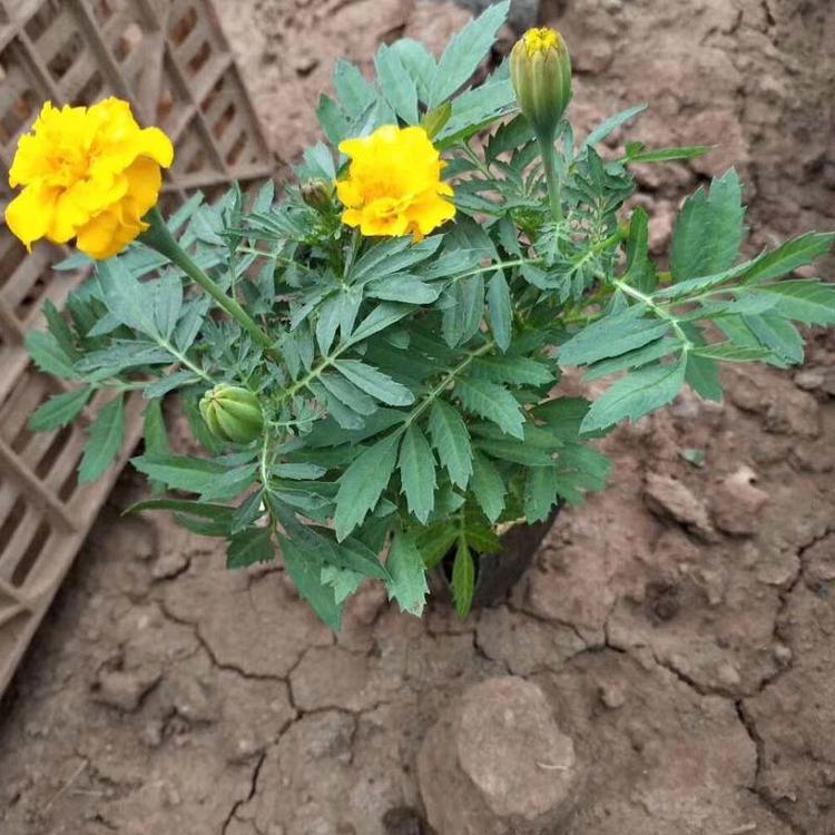 孔雀草批发 青州孔雀草 孔雀草种植基地