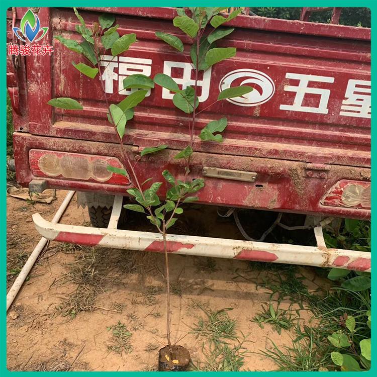 基地销售 黄栌苗 山东黄栌杯苗批发