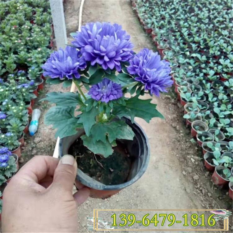 批发翠菊小花苗 一二年生花卉盆栽翠菊种苗 矮菊花