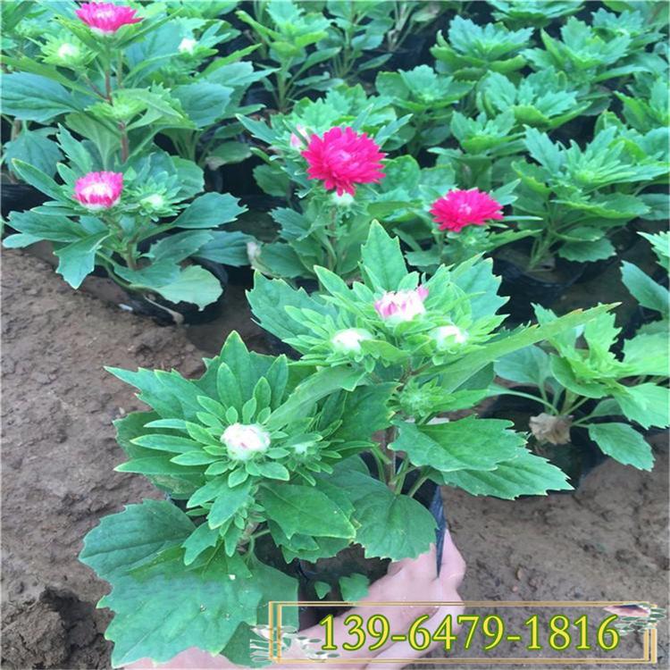 大量批发大红色翠菊苗 草花基地便宜翠菊价格一手货源