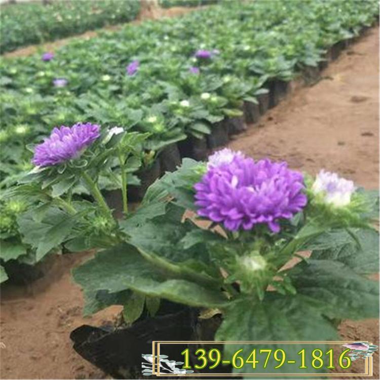 翠菊节庆花坛租摆观赏 公园种植绿化花卉 蓝紫色翠菊花苗