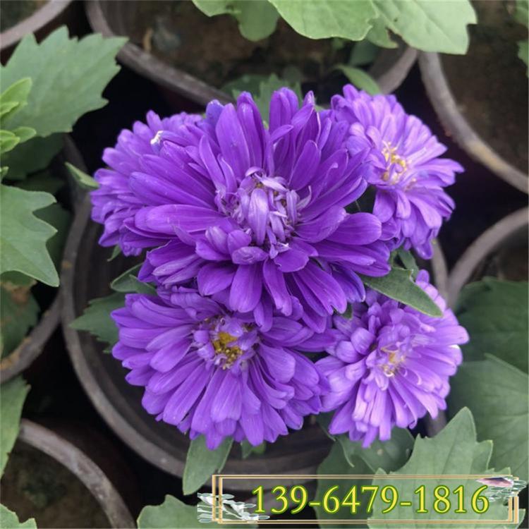 批发翠菊容器苗 一二年生花卉盆栽翠菊种苗 5-10月开花的矮菊花