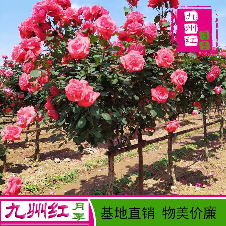 月季树基地 月季树批发 月季树厂家直销
