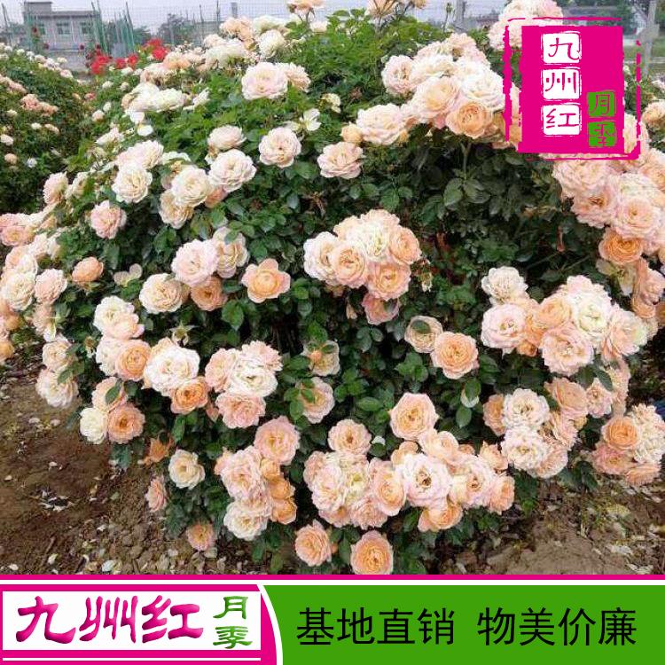 出售各种造型月季-月季球-园林绿化-九州红月季