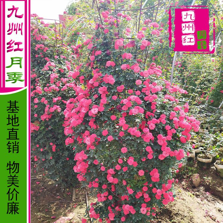 出售各种造型月季-花瓶月季-园林绿化--九州红月季