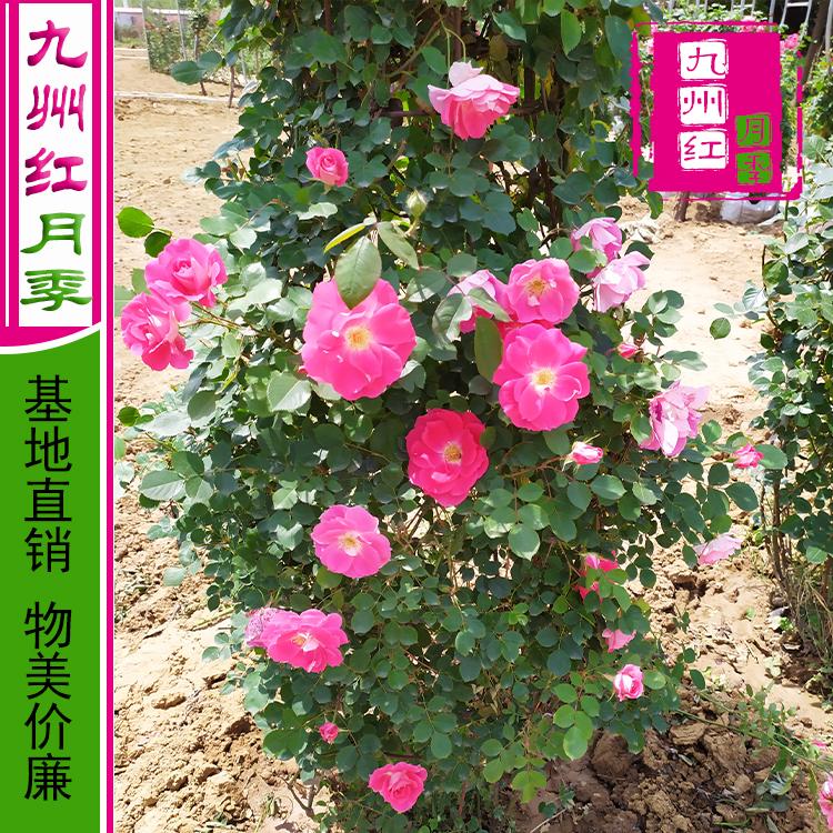 出售各种造型月季-花瓶月季批发-园林绿化--九州红月季