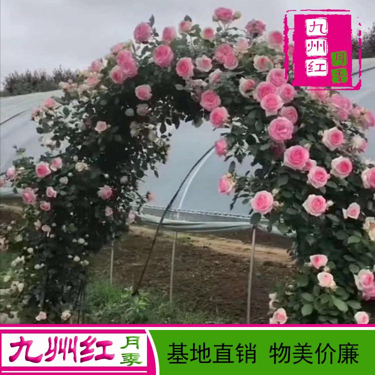 造型月季-拱门月季-心形月季--九州红月季批发