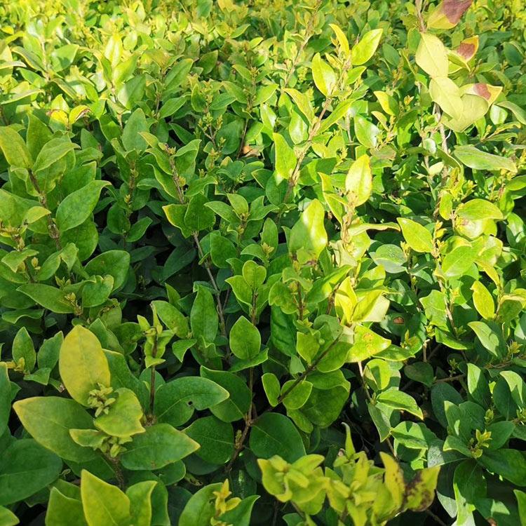 预售好苗中 盆栽金森女贞价格金森女贞种植基地