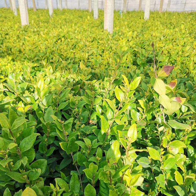 好苗预定中 盆栽金森女贞出售金森女贞种植基地