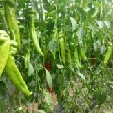 寿光尖椒种苗种苗基地 直销长势好 产量高的辣椒种苗