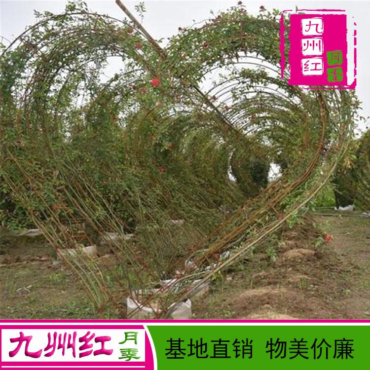 造型月季-月季拱门-月季心形--九州红月季批发