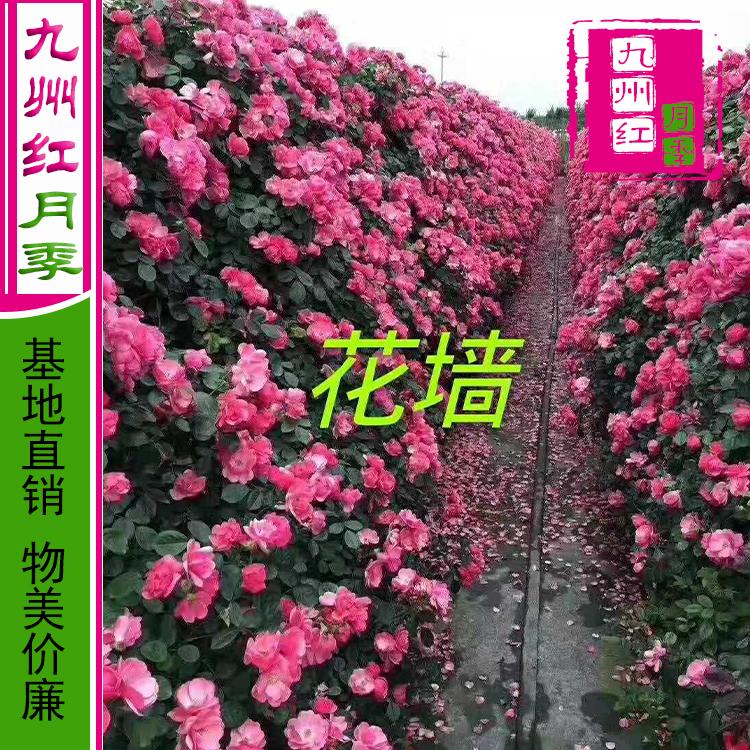 爬藤月季批发-造型月季-九州红月季批发