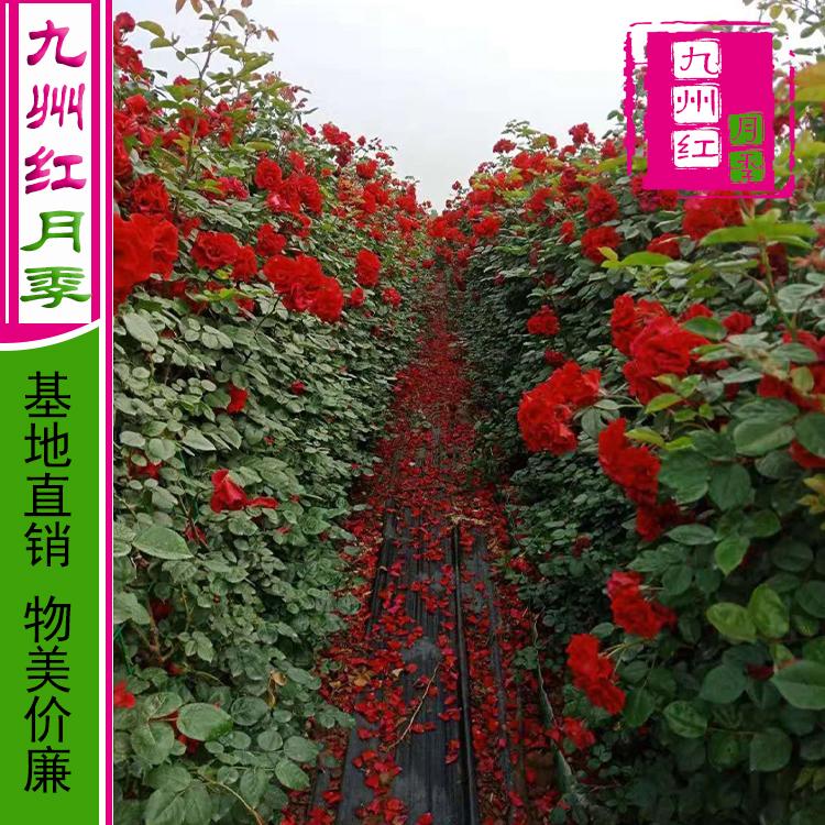 藤蔓月季基地批发-造型月季-九州红月季-基地直供