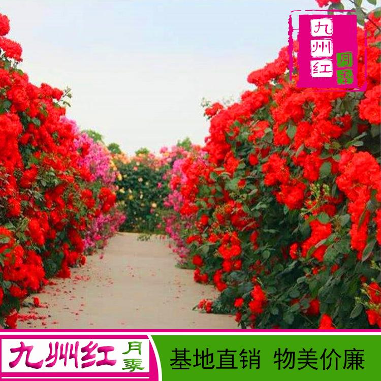 造型月季-月季墙-藤本月季网-爬藤月季批发--九州红月季批发