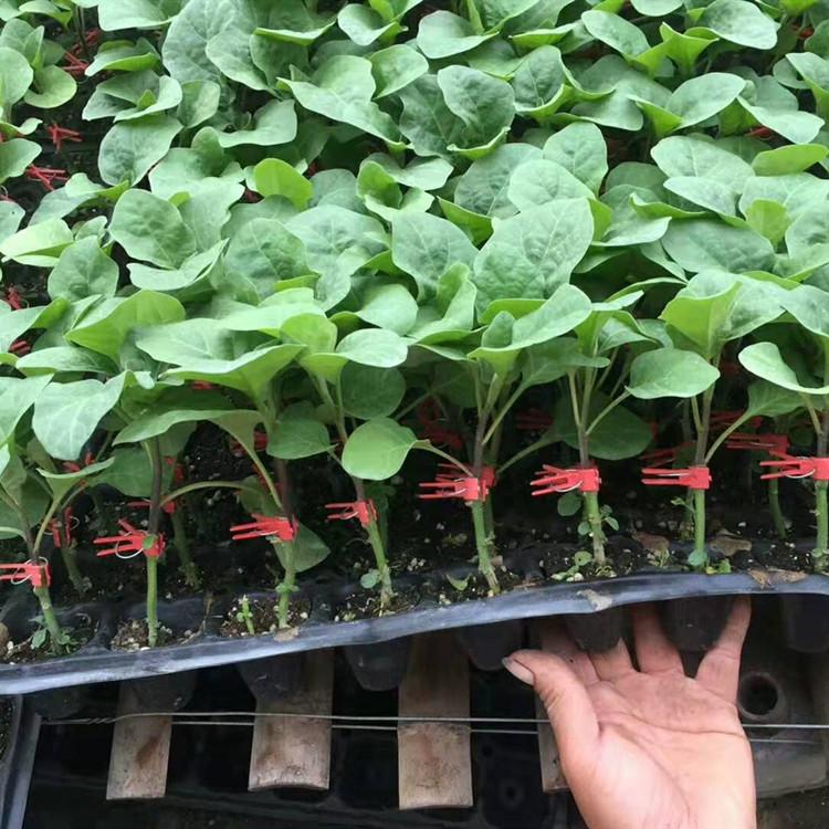 寿光茄子种苗批发商  科润种业 大量供应茄子种苗  耐旱型茄子苗