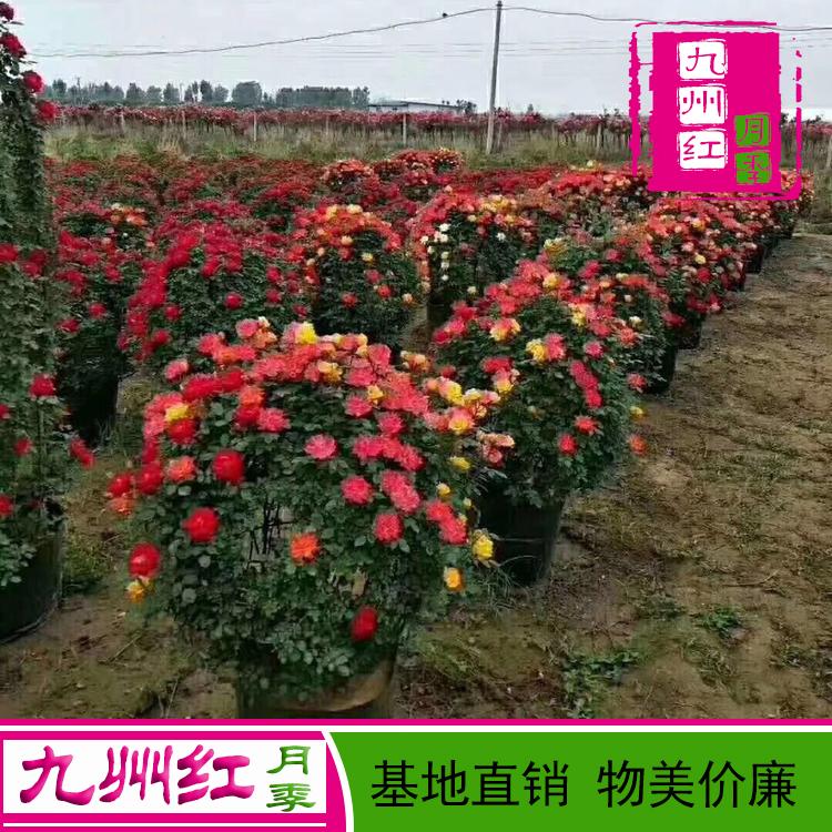 造型月季球批发-九州红月季-万亩基地直销
