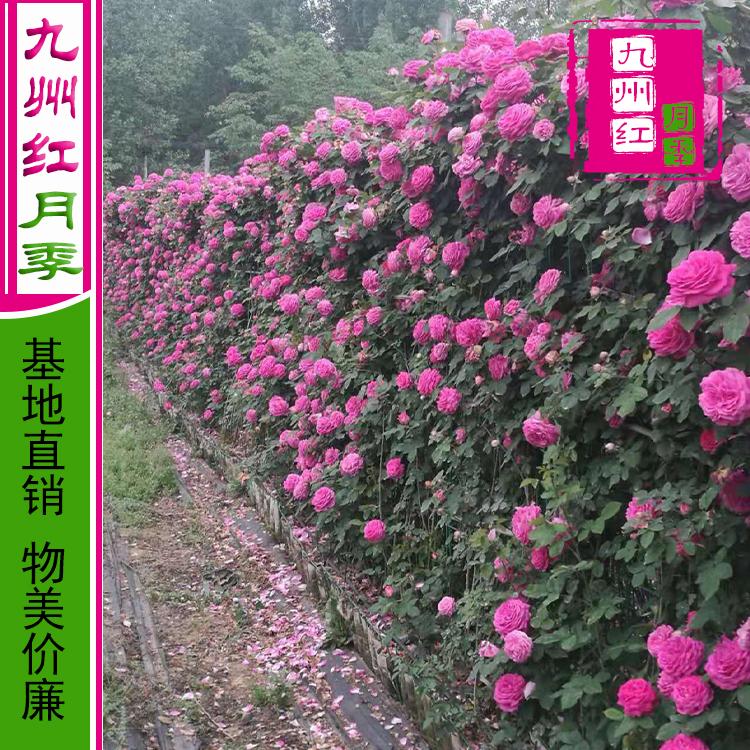 藤蔓月季-藤本月季网墙批发--九州红月季-基地直供-爬藤月季