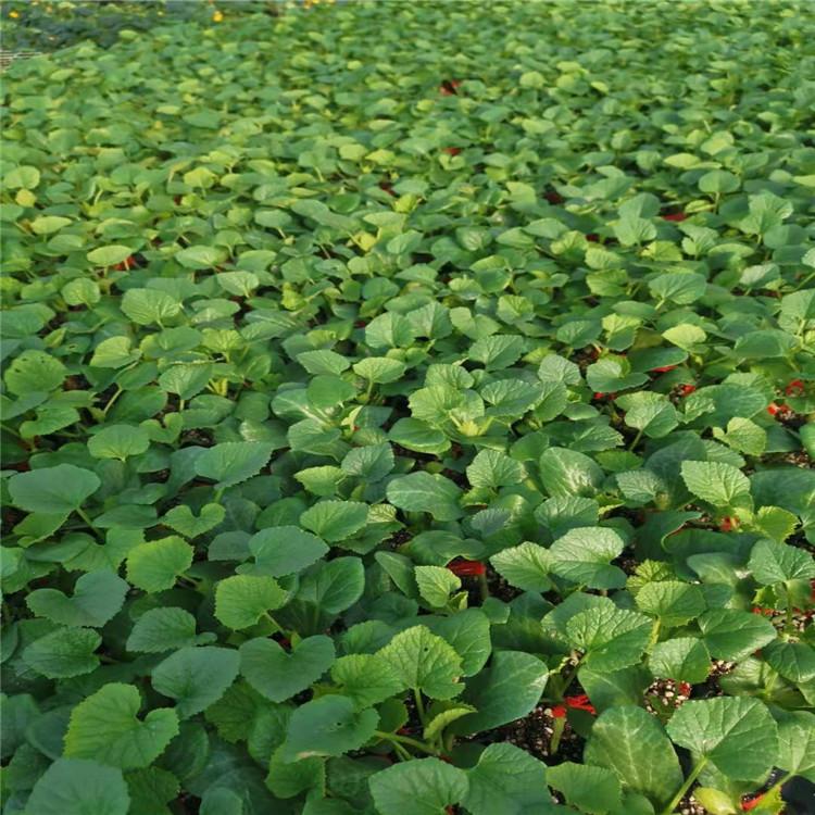 羊角蜜苗  早春羊角蜜种苗  长势好 甜瓜苗  种植基地