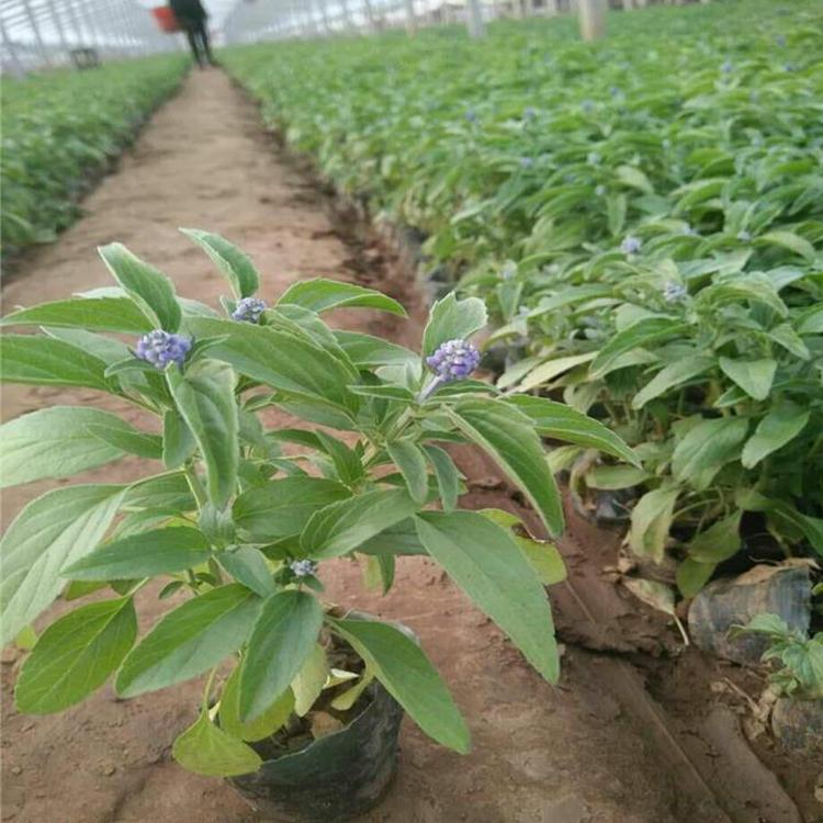 批发鼠尾草报价 锦帆鼠尾草预订 欢迎致电咨询鼠尾草价格