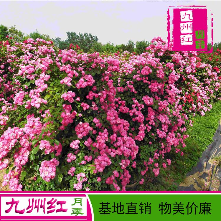 造型月季-藤本月季蔷薇网墙-大花灌木月季球-花苗欧洲月季花瓶-四季开花盆栽绿植