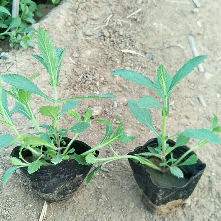 山东马鞭草批发价格欢迎咨询马鞭草种植基地锦帆花卉
