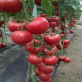 果粒大小均匀的西红柿种苗 长势好 寿宏农业番茄种苗批发
