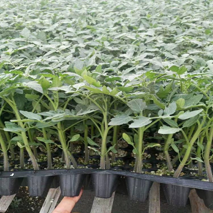 抗TY西红柿种苗   番茄种苗无病虫害  果型大 长势好  价格优