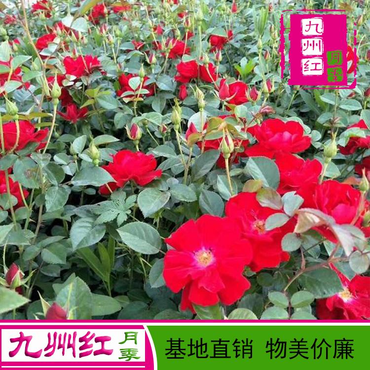 月季花苗批发零售-地被月季--微型月季-九州红月季基地直供