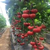 嫁接西红柿种苗  果型大 抗死棵 寿宏农业番茄育苗基地常年销售