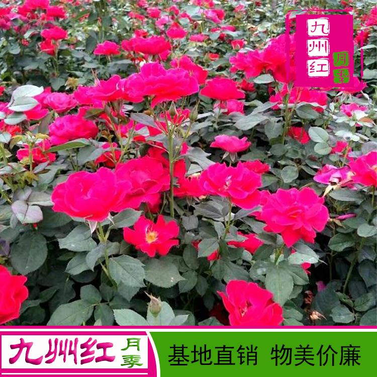 月季花苗批发零售-微型地被月季苗-九州红月季种苗批发-基地直供