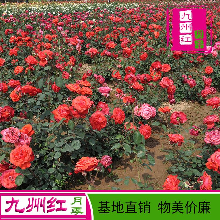 月季苗批发市场-月季苗批发价格-欧月月季批发价格-九州红月季