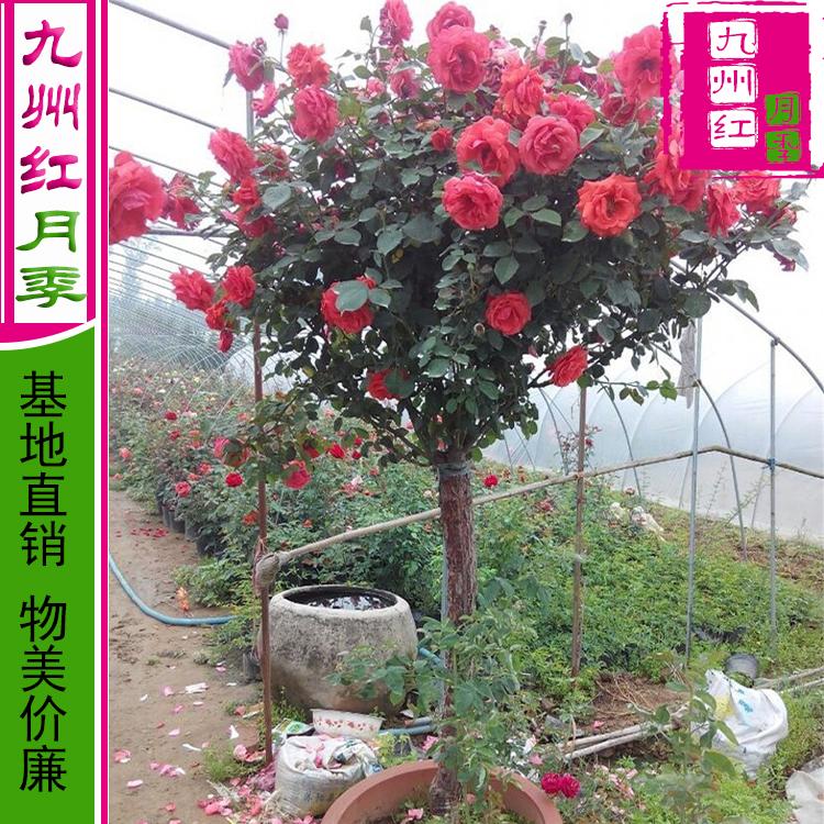 树状月季价格是多少树状月季的价格树状月季价格树状月季 价格-九州红月季