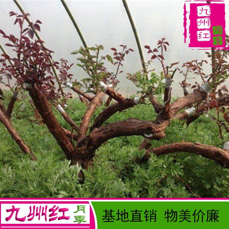月季盆景老桩价格-九州红月季基地批发直销树桩月季价格