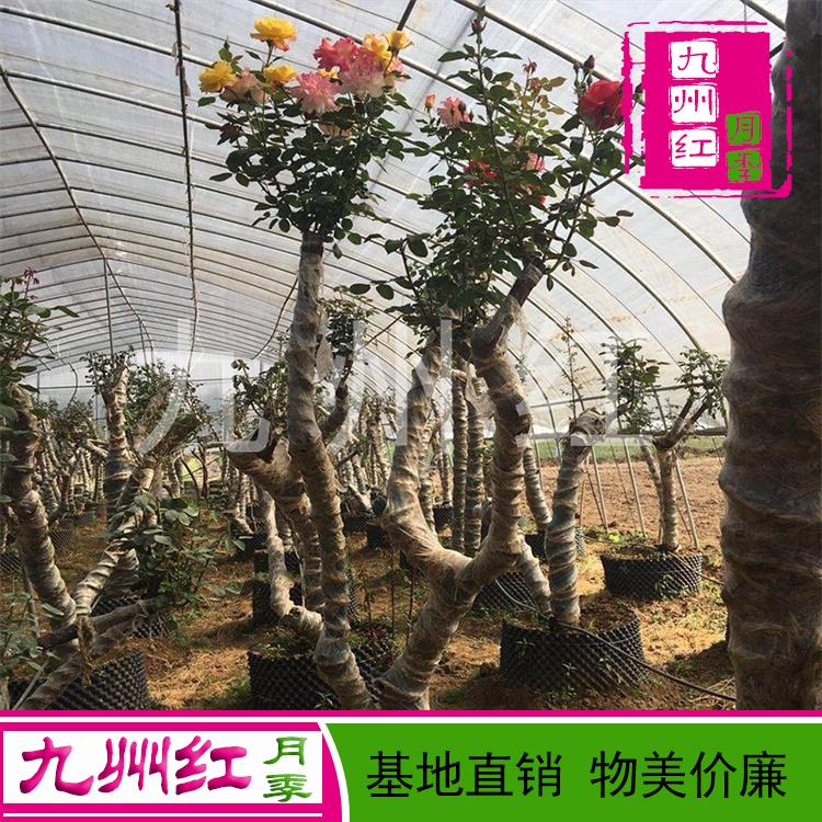 古桩月季批发价格-九州红月季基地批发直销树桩月季价格