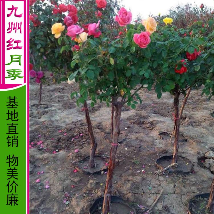 南阳树状月季价格表树形月季价格月季树价格-九州红月季