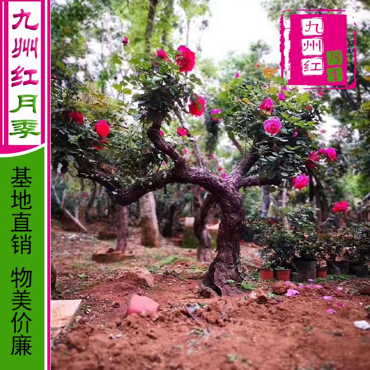 古桩盆景月季批发-九州红月季基地批发直销树桩月季价格