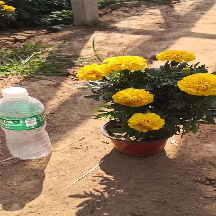 供应孔雀草杯苗       孔雀草报价