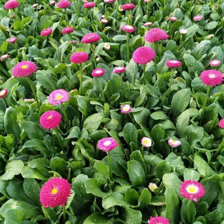 雏菊批发商_森瑜花卉_大量栽培种植 快销雏菊盆栽花苗