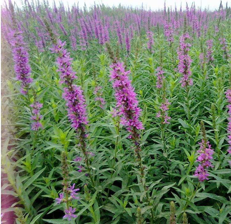 山东千屈草供应商  基地直销千屈菜